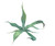 Blue Agave
