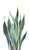 Sansevaria 1