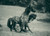 Wild Horses 7