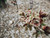 Spring Blossom