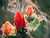 Prickly Blossom 1