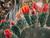 Prickly Blossom 2