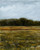 Yellow Flower Field
