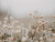 Field Flowers