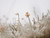 Field Flowers 3