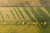 Fields II