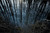 The Woods III