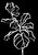 Fiddle Plant Invert