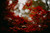 Red Leaf
