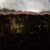 Forest at Night