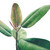 Ficus Burgundy