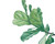 Fiddle Leaf