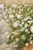 Wild Bloom/Birmingham, Alabama