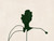Horizontal Stem Green