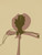 Stems 2