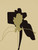 Stems 5