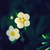 Flower Power Sublimity
