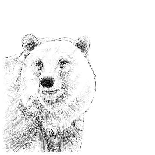 Minimalist Bear Minimalist Bear