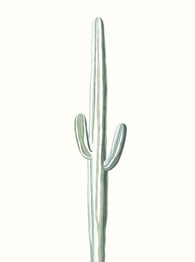 pencil drawing cactus