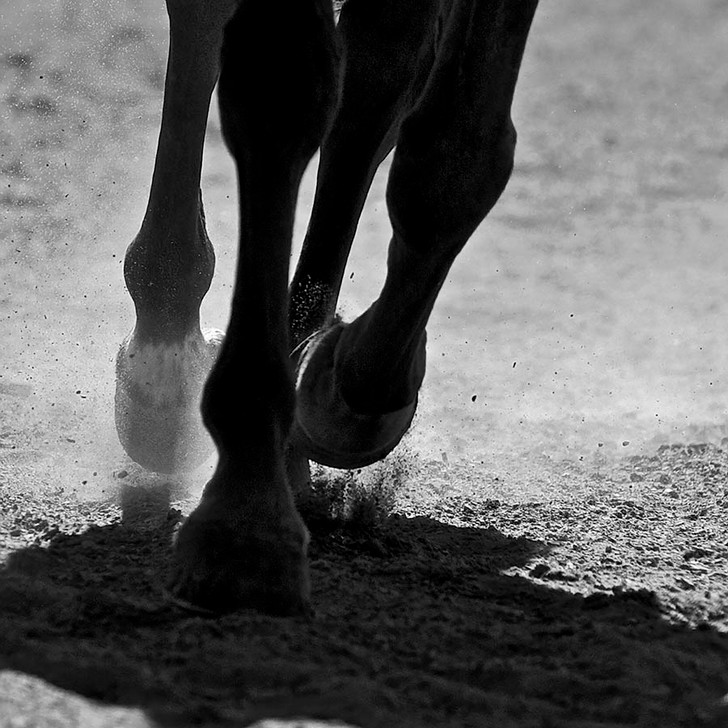 Hooves Moving BW