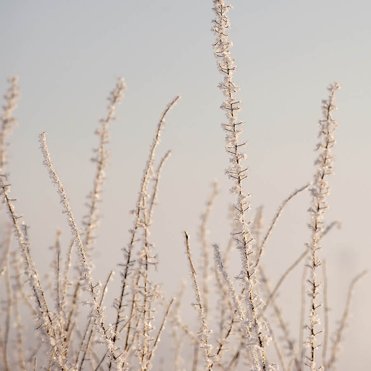 Hoar Frost White