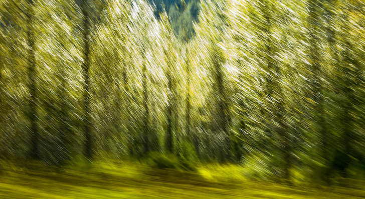 Blurred Trees I