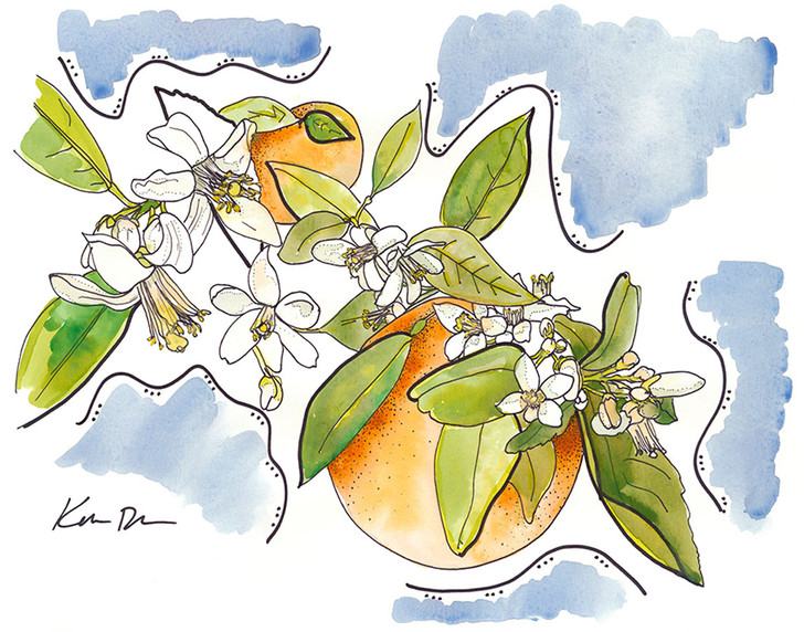 Orange Blossoms