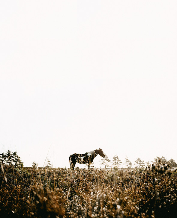 Lone Horse