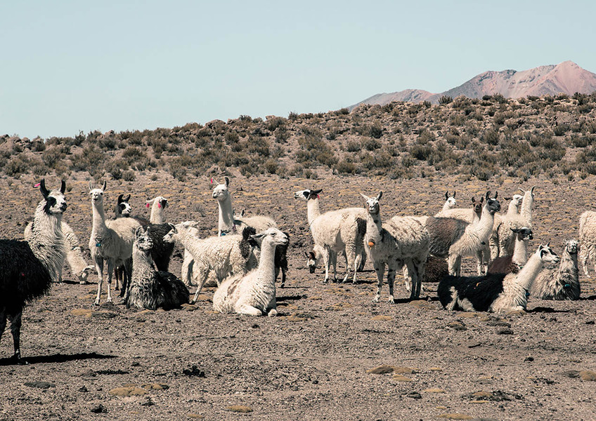 Bolivia II Bolivia II