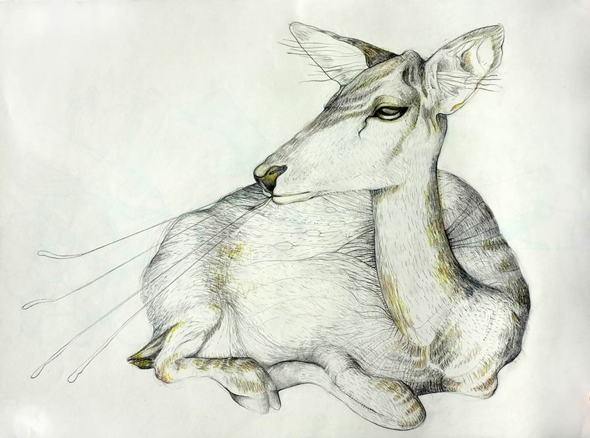 Doe