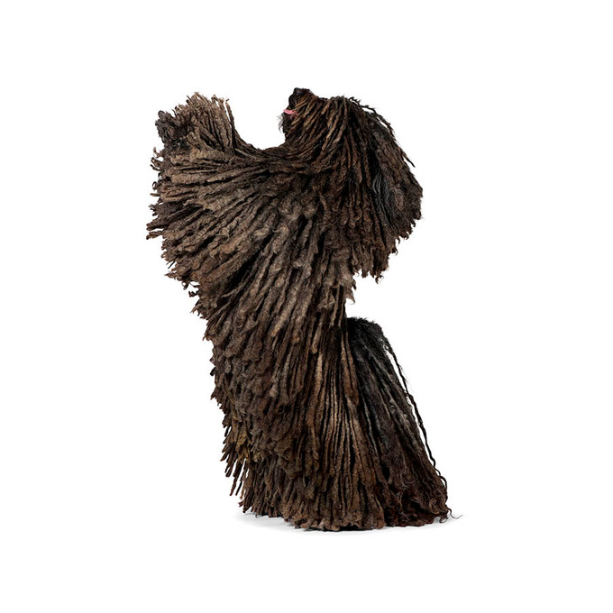 Puli Standing