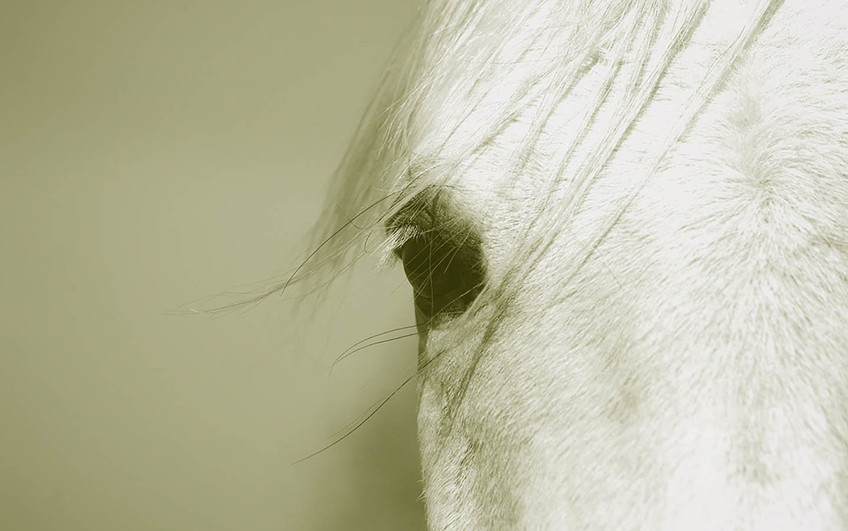 Horse's Eye Arab