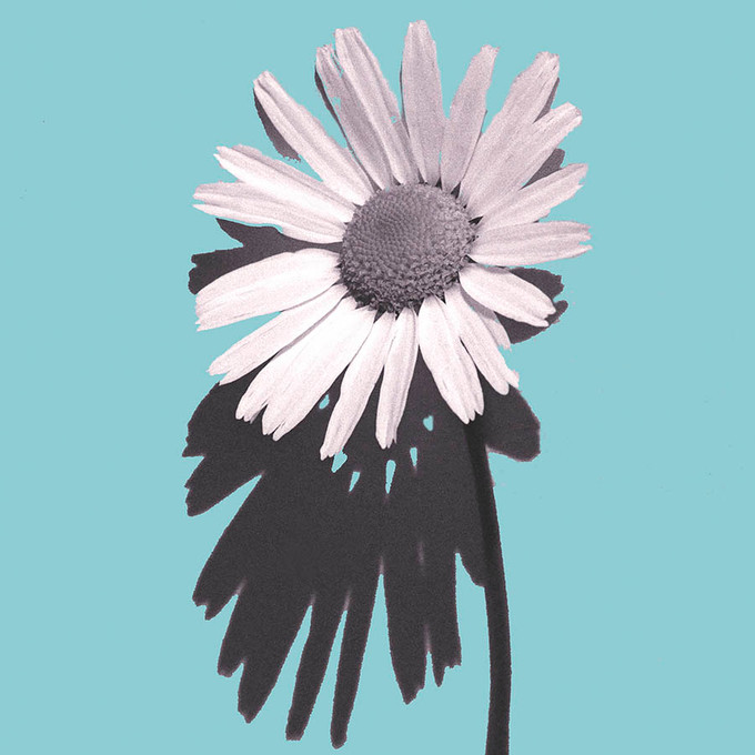 Flower in Blue