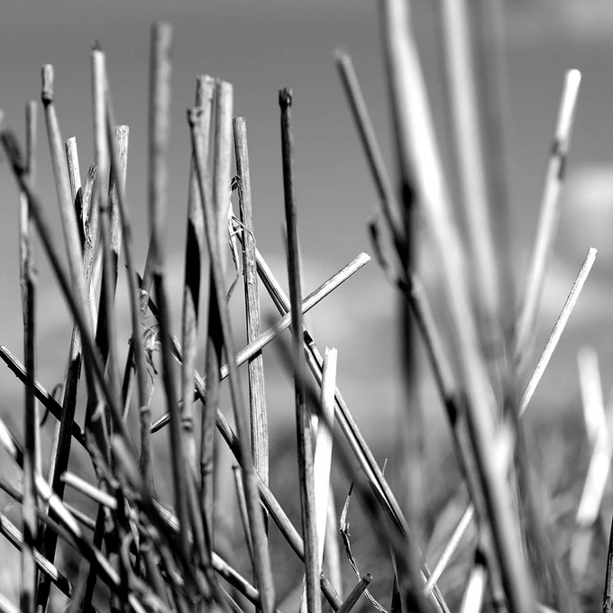 Straw 1