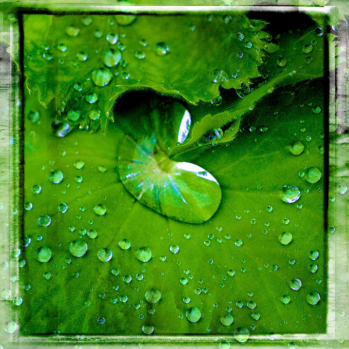 Water Drops Green