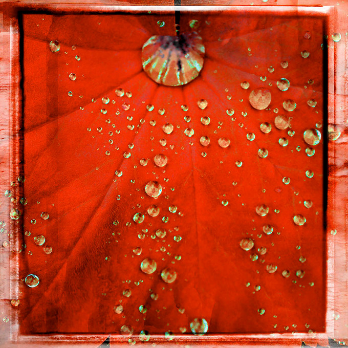 Water Drops Red