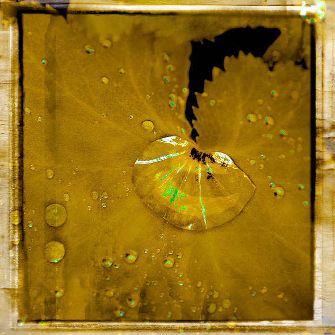 Water Drops Yellow
