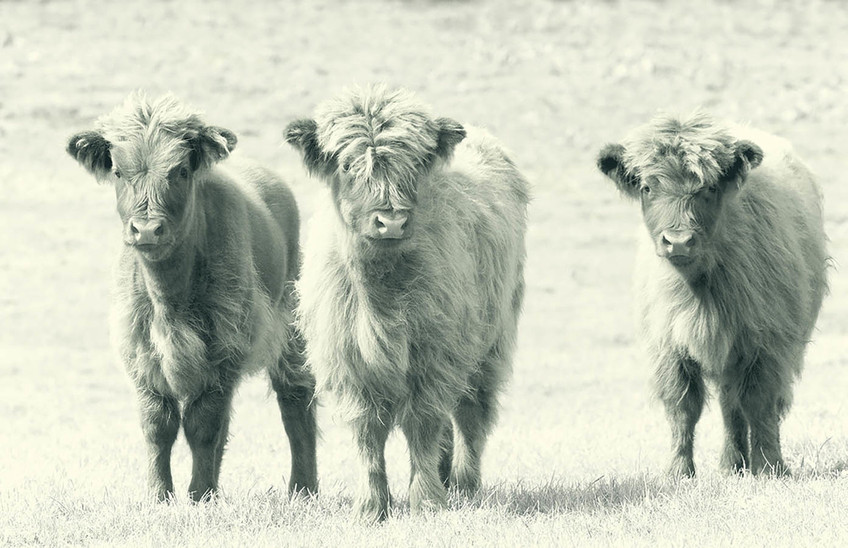 Cows