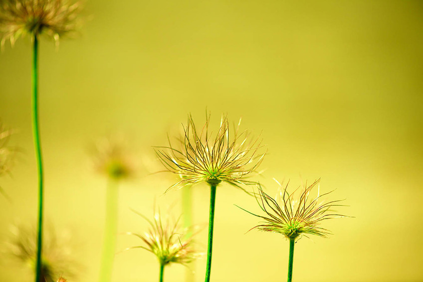 Forest of Flowers Yellow