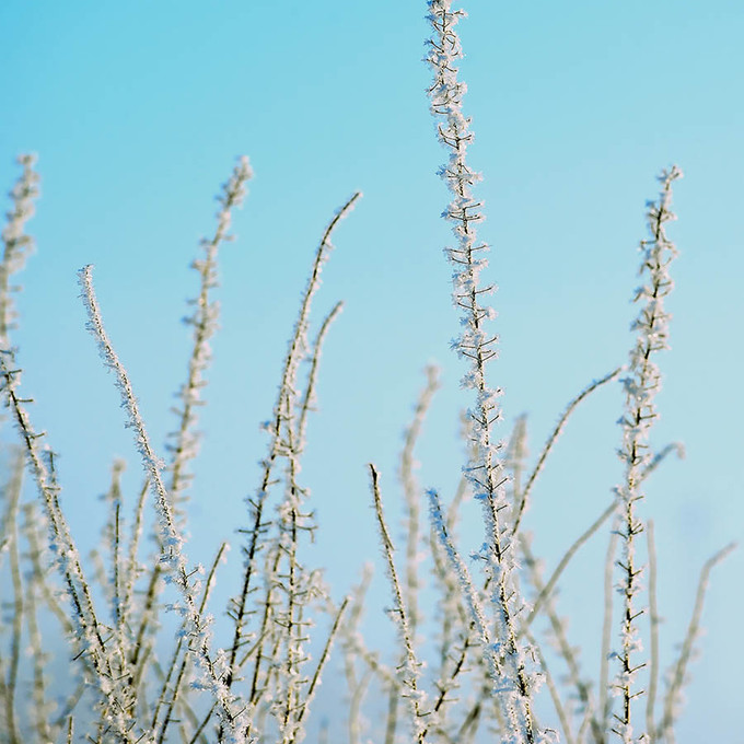 Hoar Frost Blue