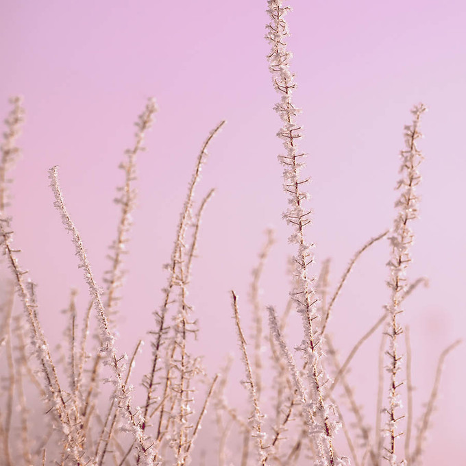 Hoar Frost Pink