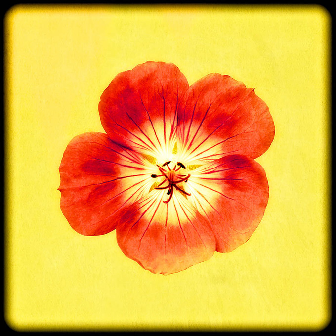 Framed Flower No 3