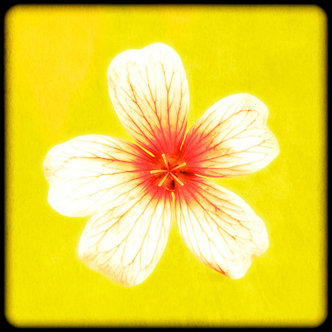 Framed Flower No 1