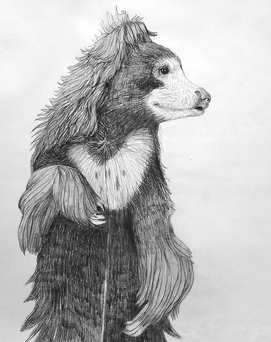 Slothbear