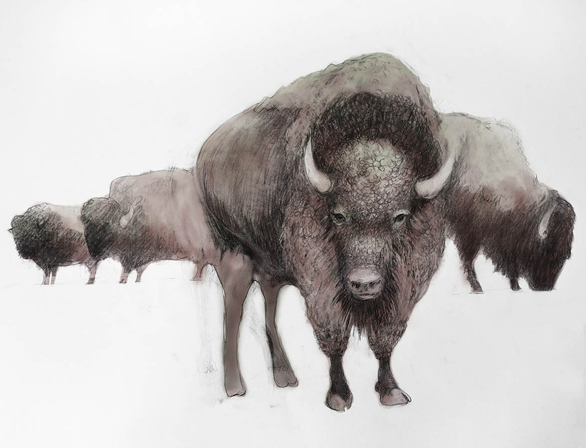 Colored Bison V2