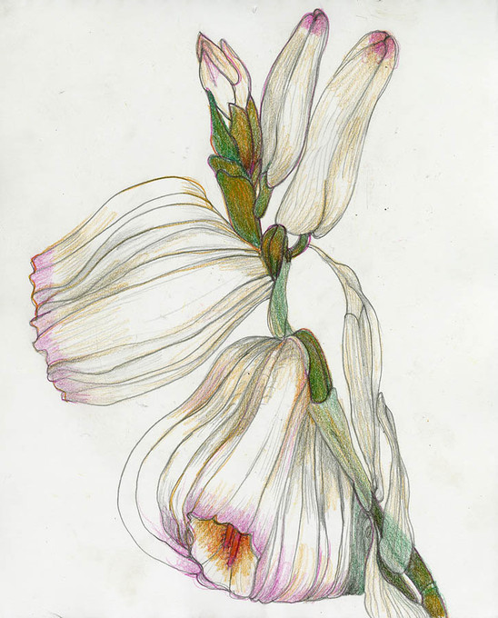 Expanded Blossoms