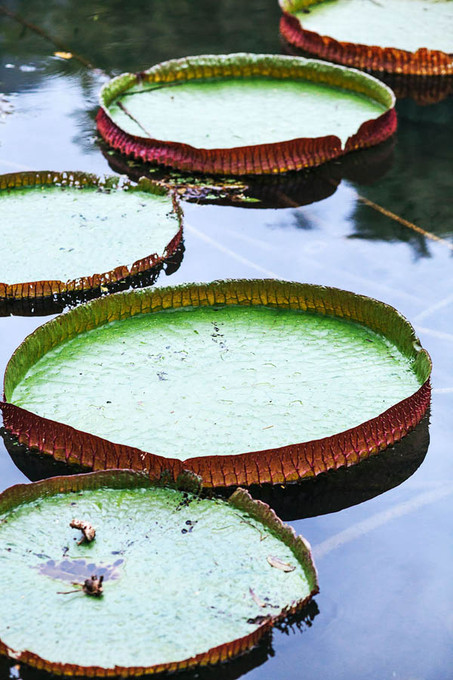 Nature I Color