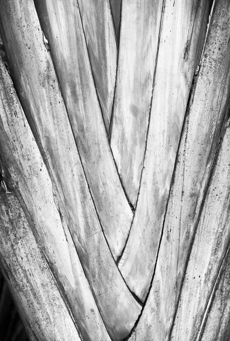 Nature II BW