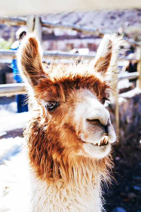 Llama, Color