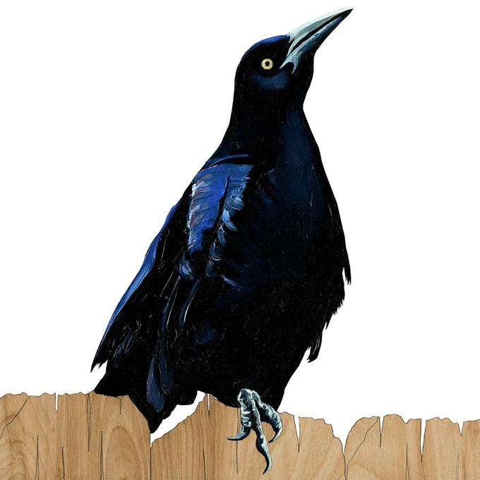 Grackle #13